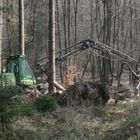 Modernes Holzfällerwerkzeug im Forsteinsatz !!