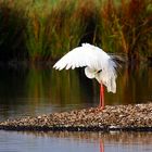 Modesta - Silberreiher (Casmerodius Ardea modesta)