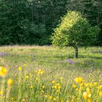 Modifizierung Baum in Blumenwiese von Steffen Spr.