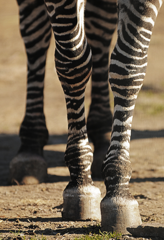 Modische Ringelsocken