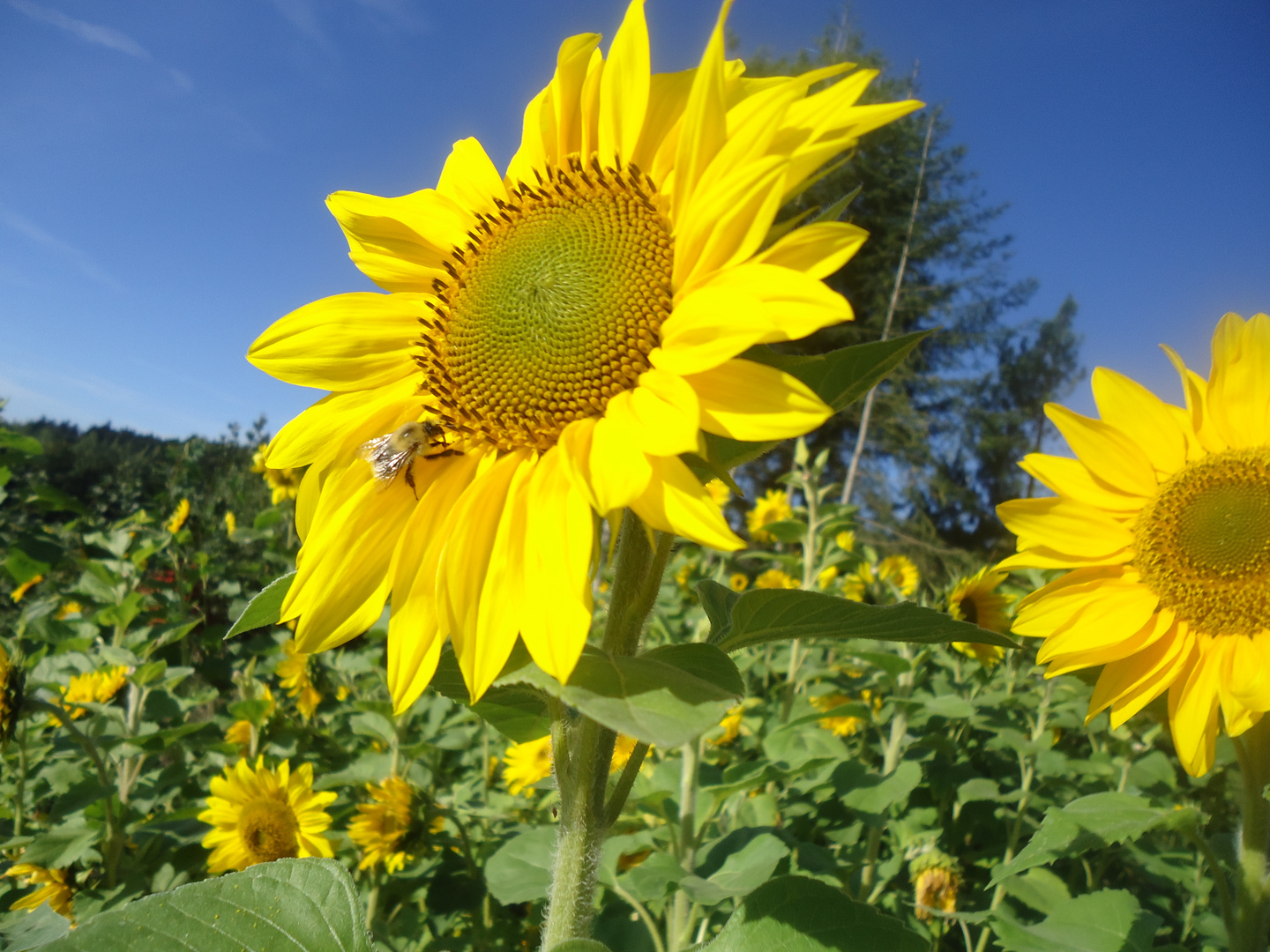 Möchte einen Sonnenstrahl senden !