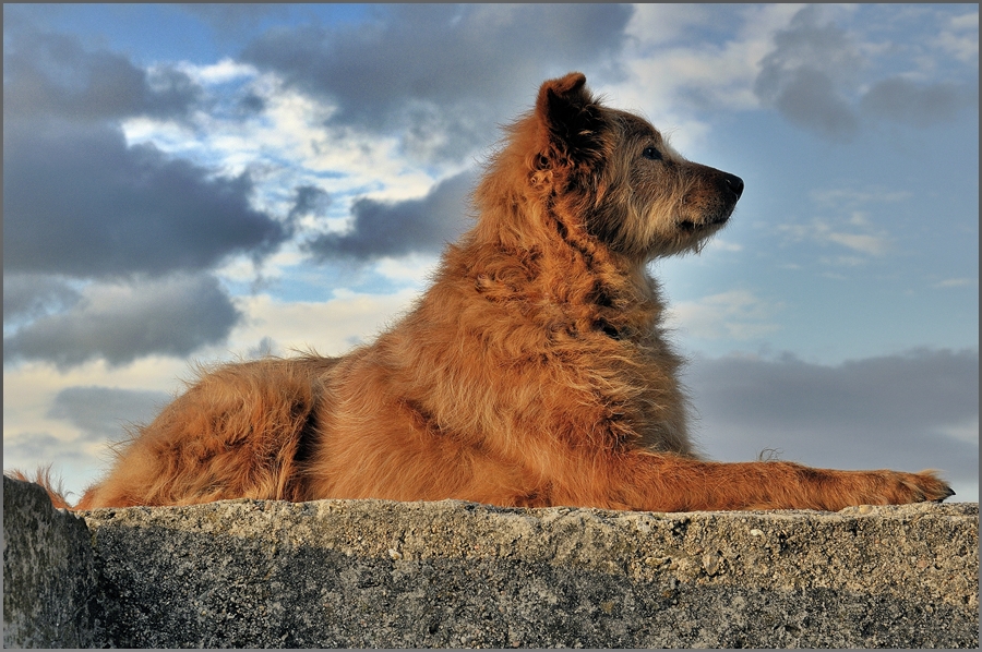 Möchte-gern-Sphinx