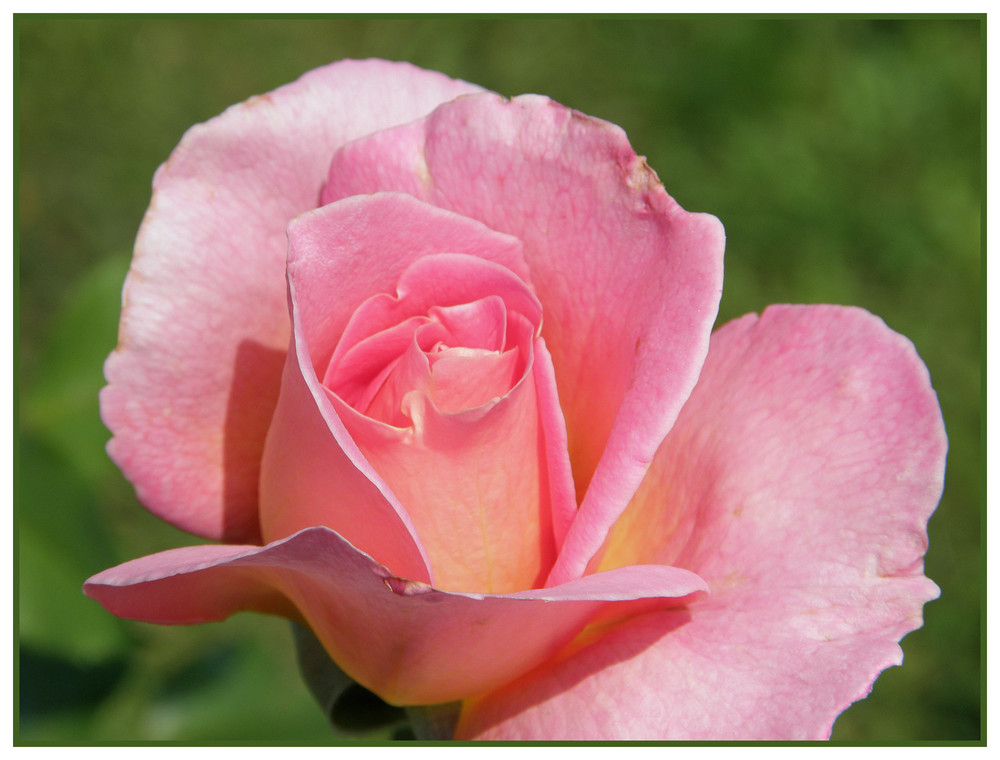 Möchte meinen buddies mit dieser rose eine schöne nächste woche wünschen - erliegt nicht