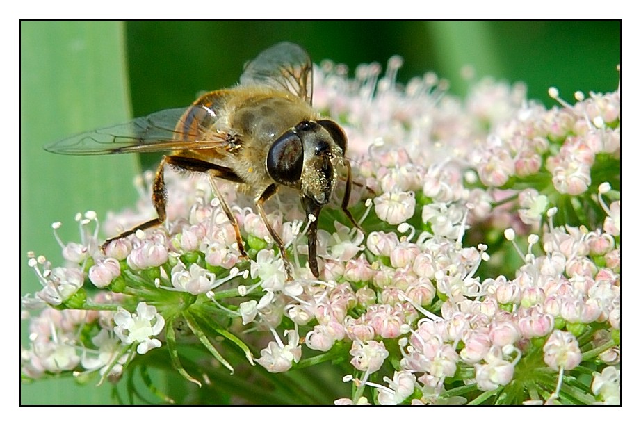 Möchtegern-Biene