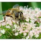 Möchtegern-Biene