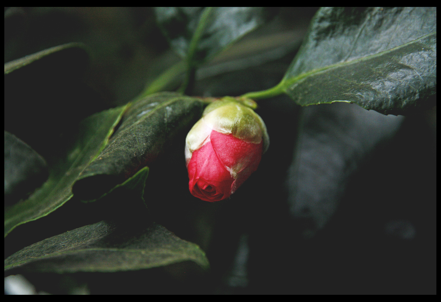 MÖCHTEGERN CAMELIA