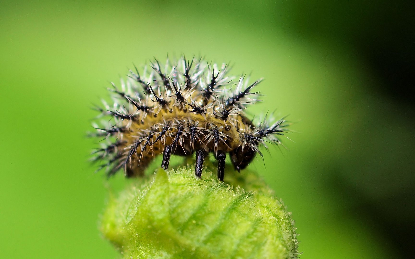 Möchtegern Igel?