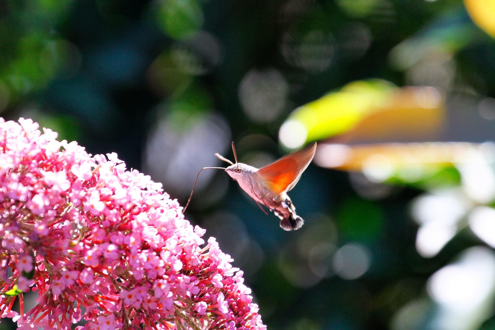 "Möchtegern-Kolibri"