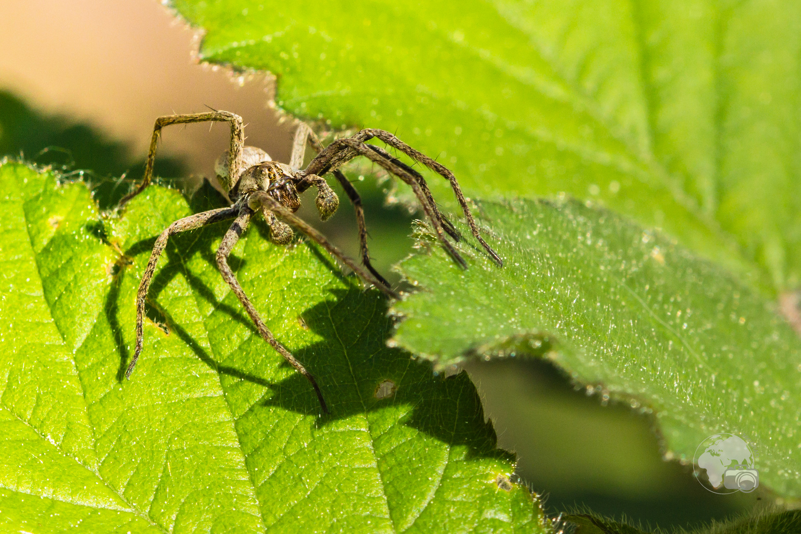 Möchtegern-Tarantula