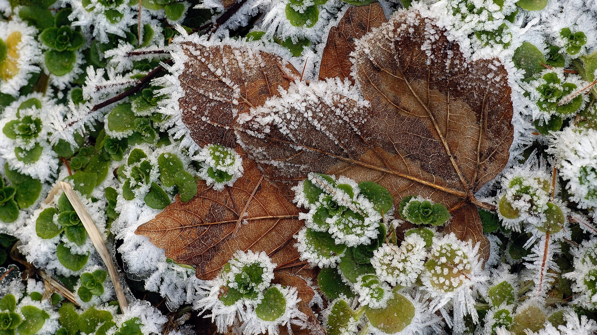 MöchtegernWinter