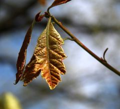 möge der goldene Oktober schöne Tage bringen