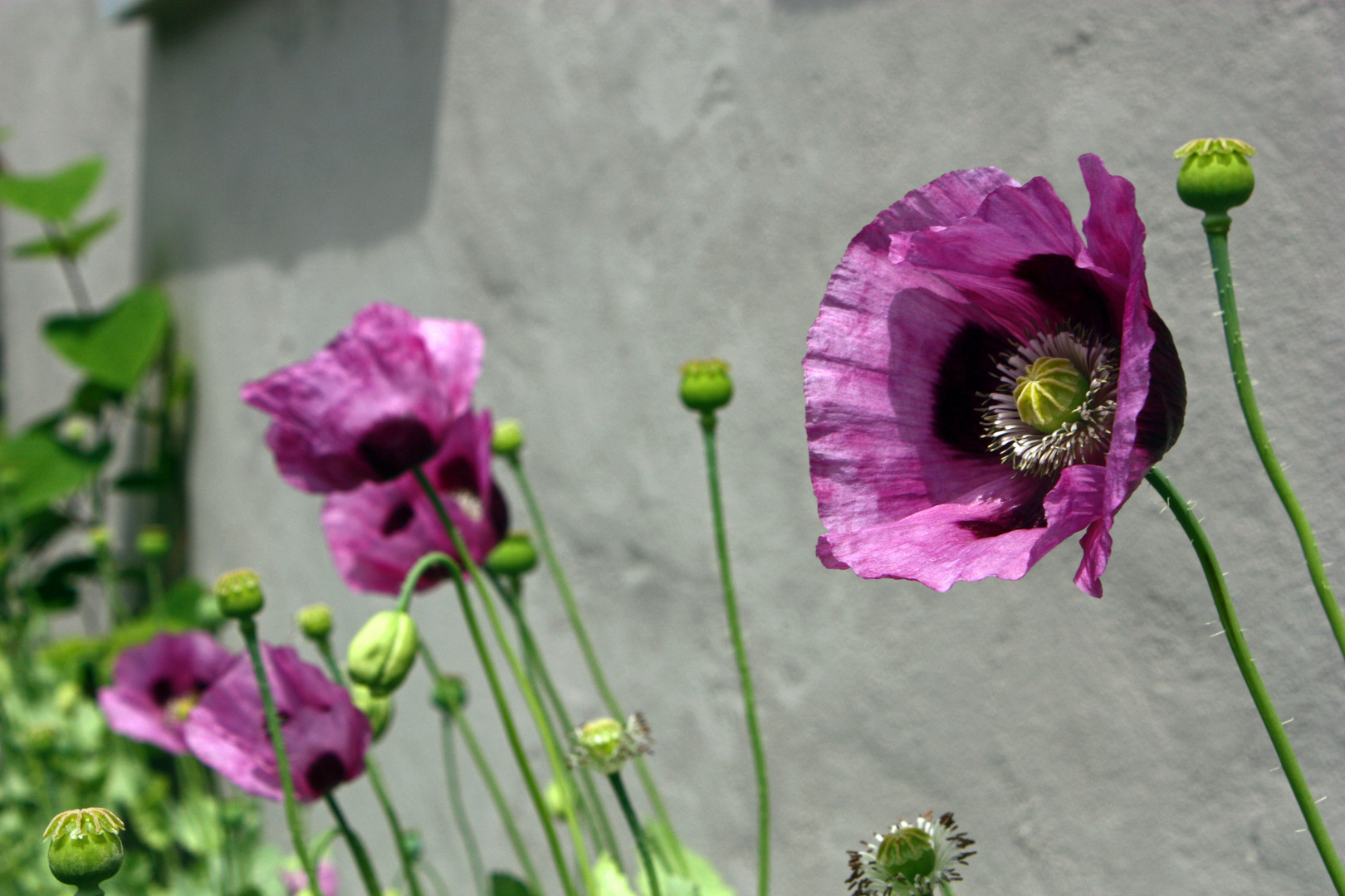 Mögeltönder Mohn