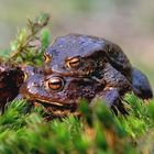 Mögen sie uns noch lange von Nutzen bleiben können