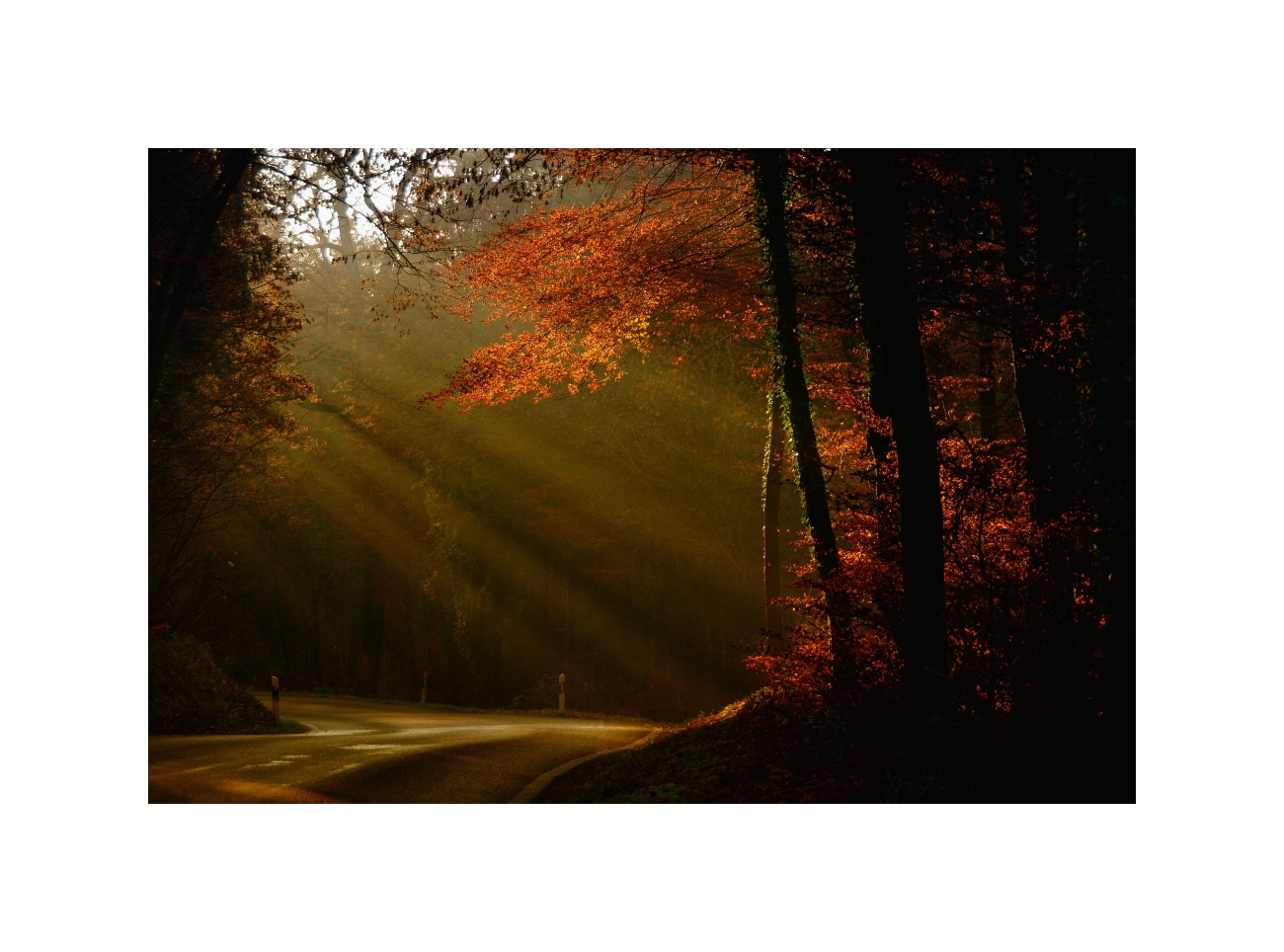 Mögest du einen golden belaubten Herbst durchwandern...