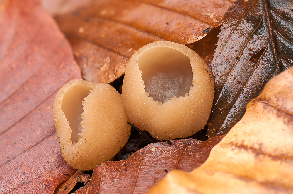 Möglicherweise noch 2 kurzstielige Holzbecherlinge (Peziza micropus)