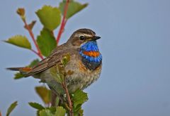 Mögt Ihr noch mal ein Blaukehlchen?