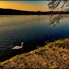 Möhnesee im Abendlicht ...