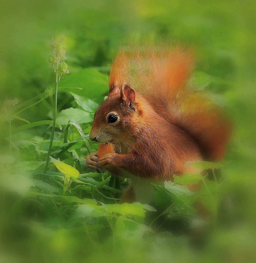 Möhrchen für das Eichhörnchen