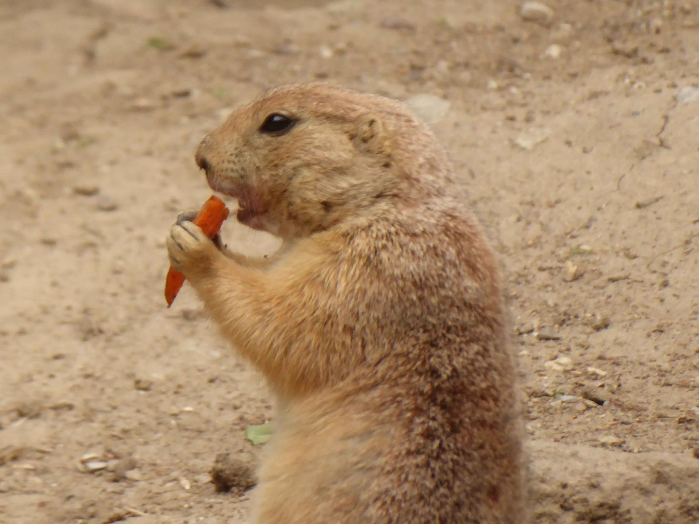 Möhrchen sind lecker