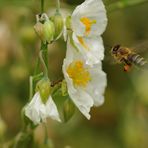 Möhrenfarbener Pollen