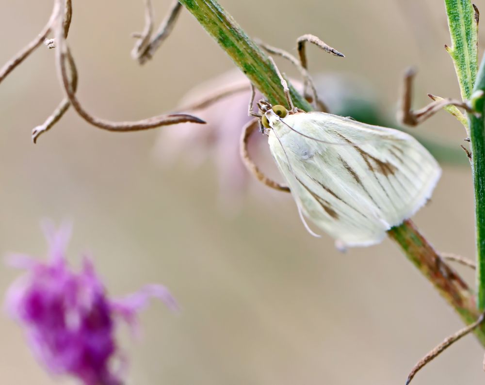 Möhrenzünsler Foto & Bild natur, insekten, tiere Bilder auf