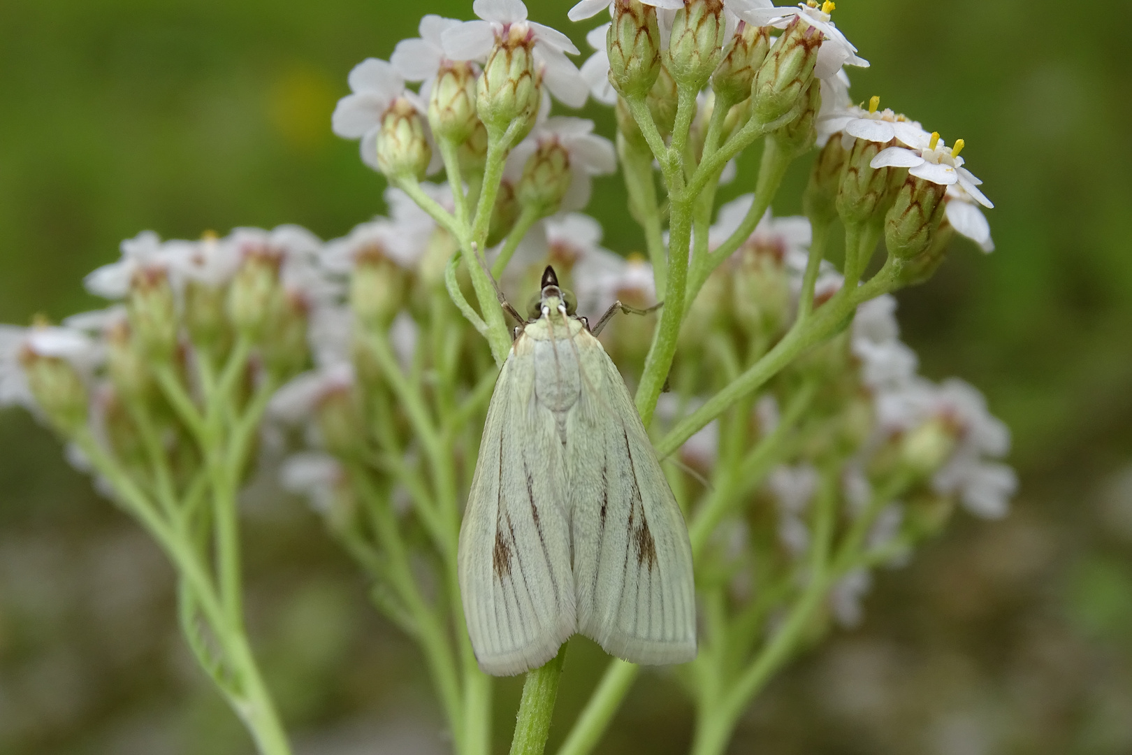 Möhrenzünsler Foto & Bild natur, nachtfalter, insekten Bilder auf
