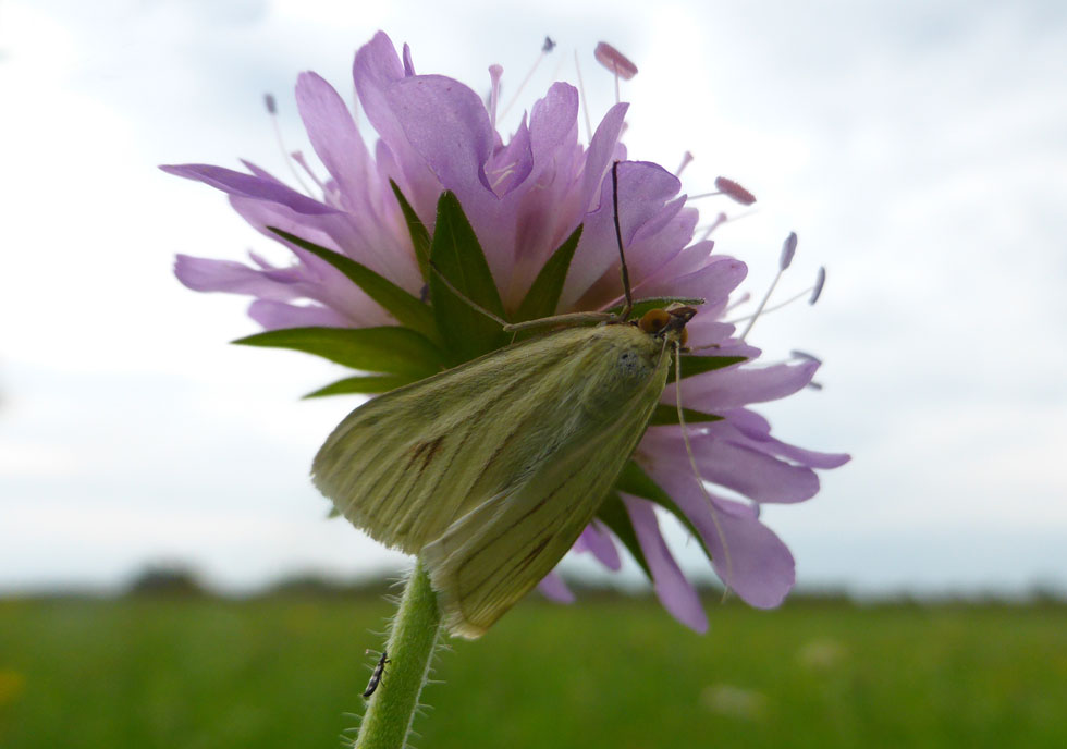 Möhrenzünsler mit Fliege als Zugabe