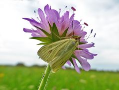 Möhrenzünsler mit Zugabe