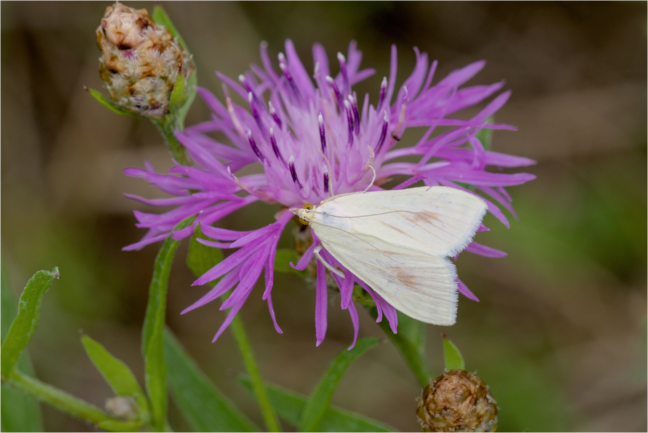 Möhrenzünsler (Sitochroa palealis)