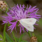 Möhrenzünsler (Sitochroa palealis)