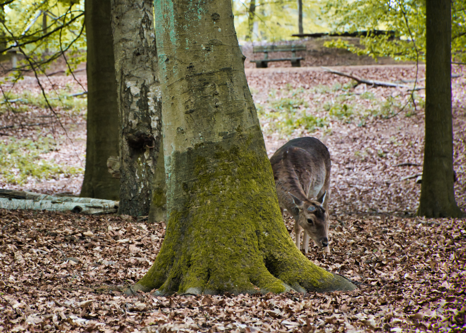 Möllner Wildpark