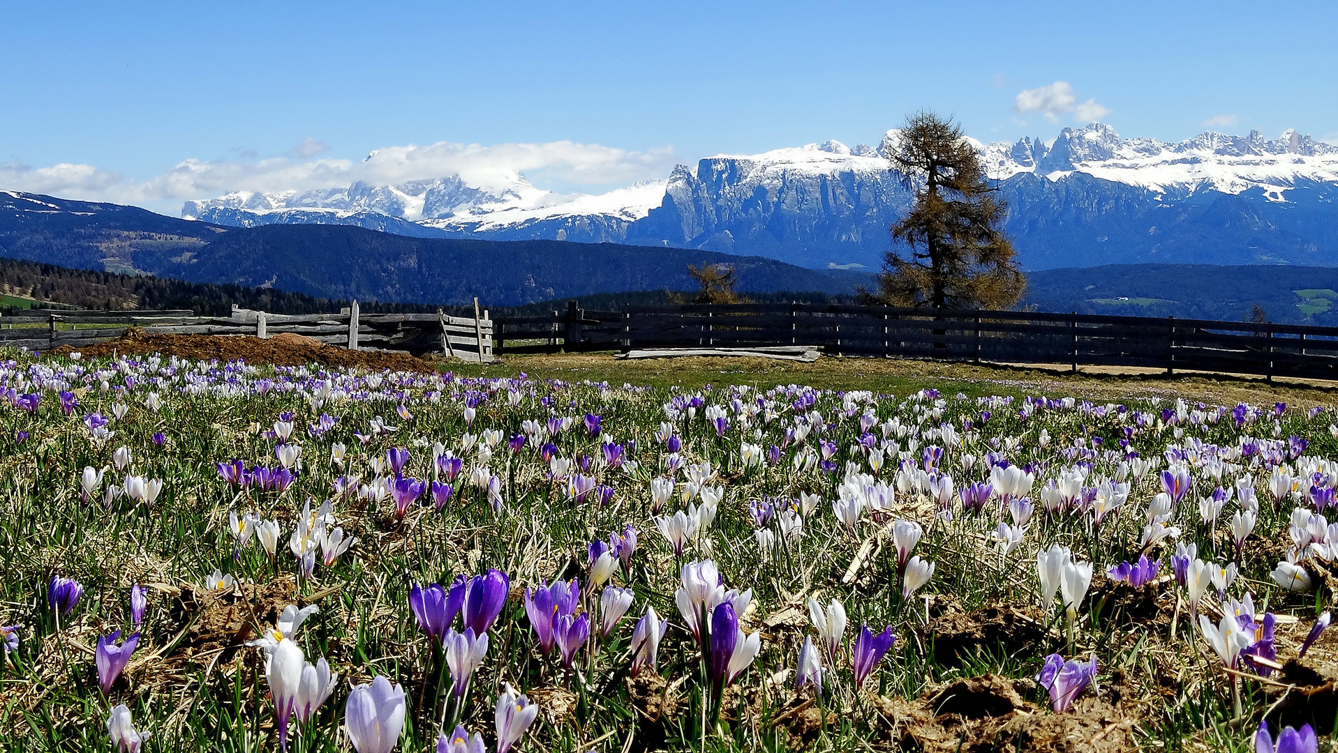 Möltneralm mit Santnerspitze-Dolomiten