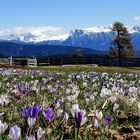 Möltneralm mit Santnerspitze-Dolomiten