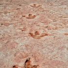 Moenave Dinosaur Tracks, Tuba City, Arizona