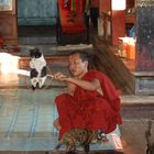 Mönch am Inle Lake mit seinen "Jumping Cats" / Myanmar