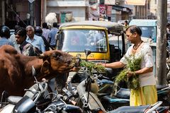 Mönch füttert Kuh im Verkehrsgewühl