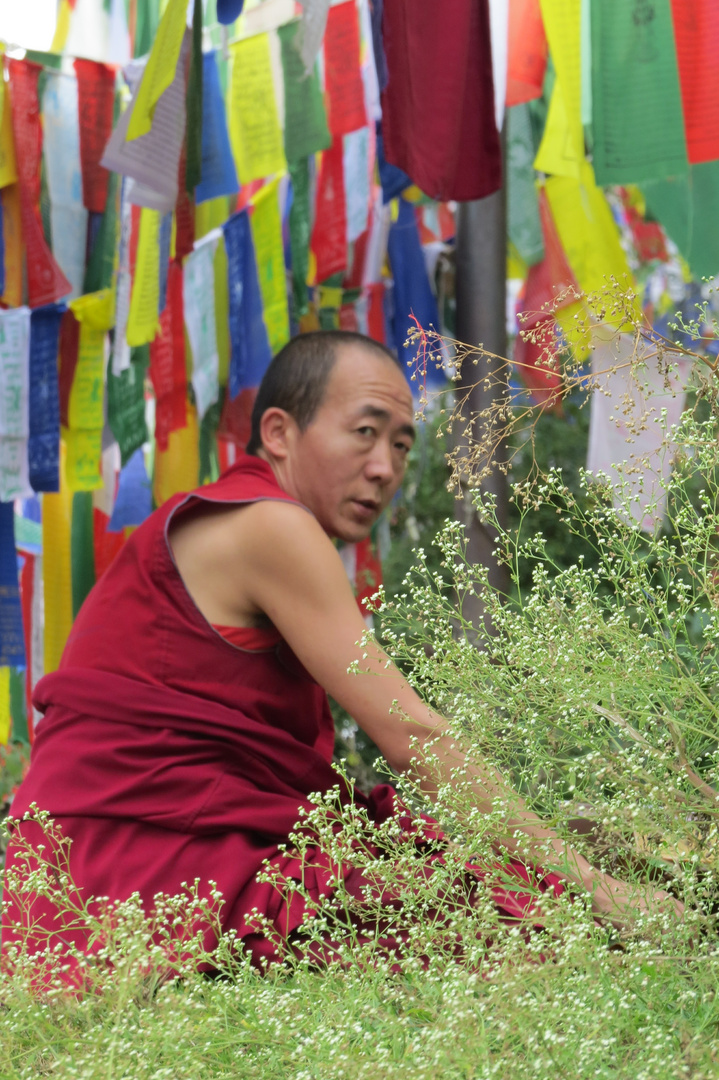 Mönch in Dharamsala, Indien