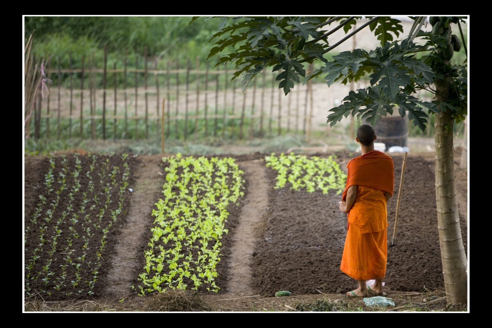 Mönch in Luang Prabang