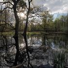 Mönchbruch am Abend 