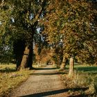 Mönchbruch im Herbst