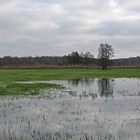 Mönchbruch im Wasser 01