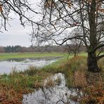 Mönchbruch im Wasser 02