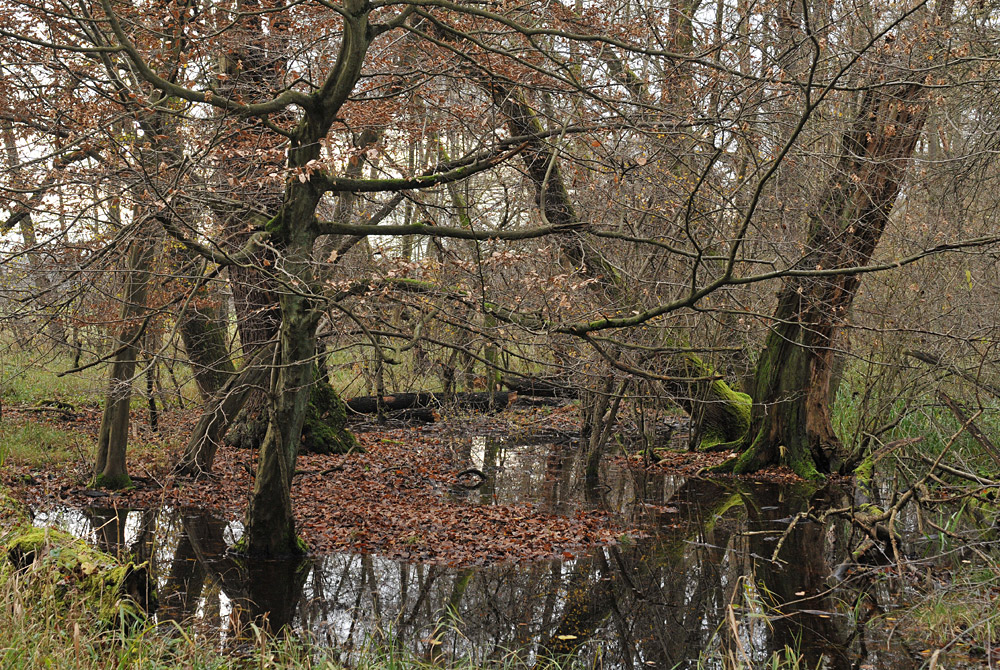 Mönchbruch im Wasser 03