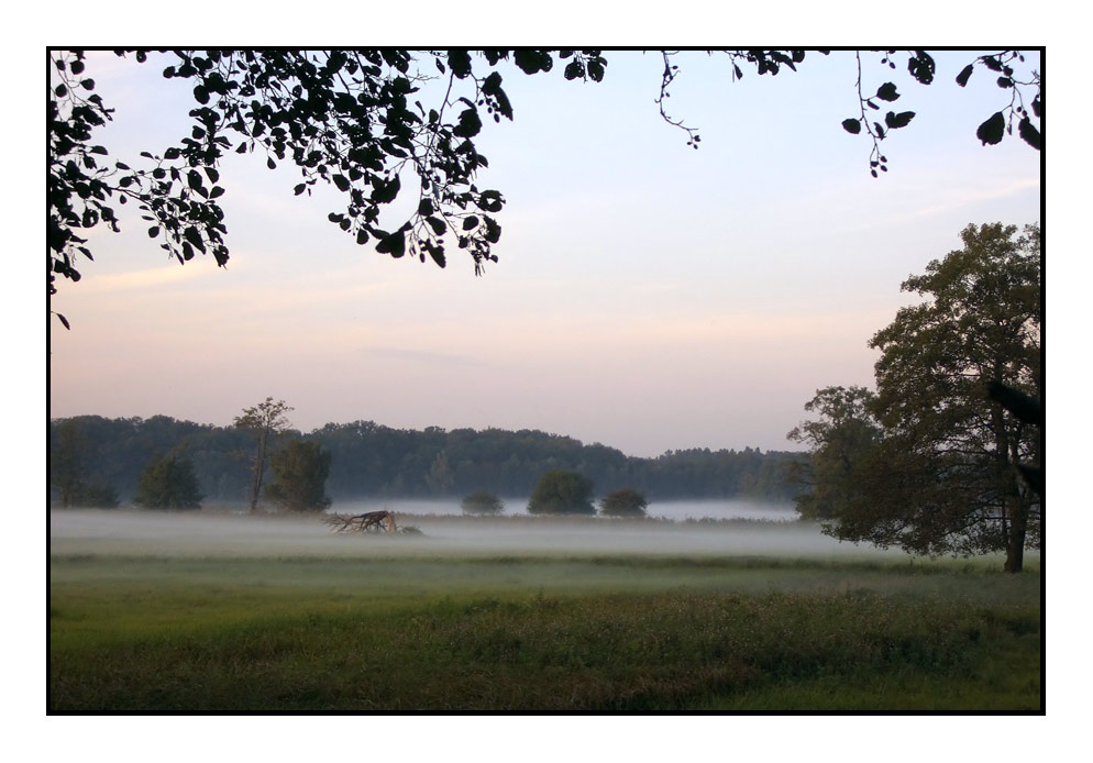 Mönchbruch-Nebel