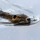 Mönchbruch Nutria