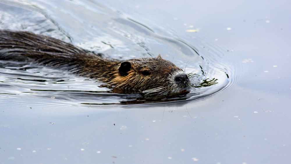 Mönchbruch Nutria