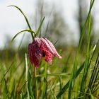 Mönchbruch Schachbrettblume