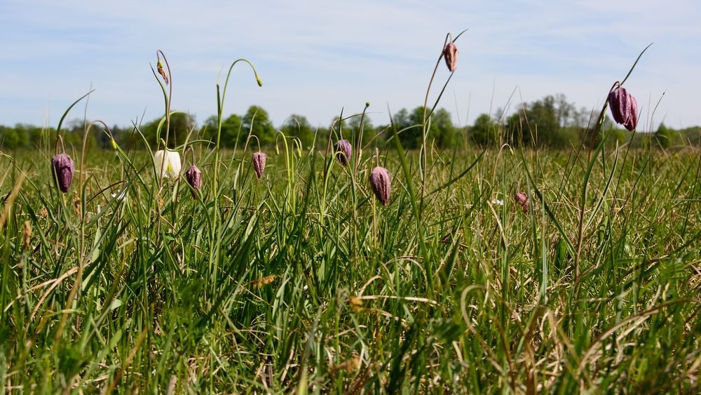 Mönchbruch Schachbrettblumen