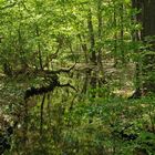 Mönchbruch: Wald – Wasser – Gräben 01
