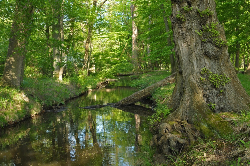 Mönchbruch: Wald – Wasser – Gräben 02